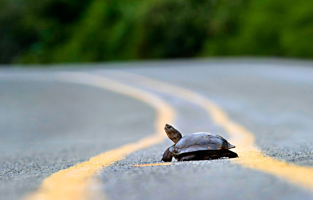 Turtle Crossing-Robin Loznak